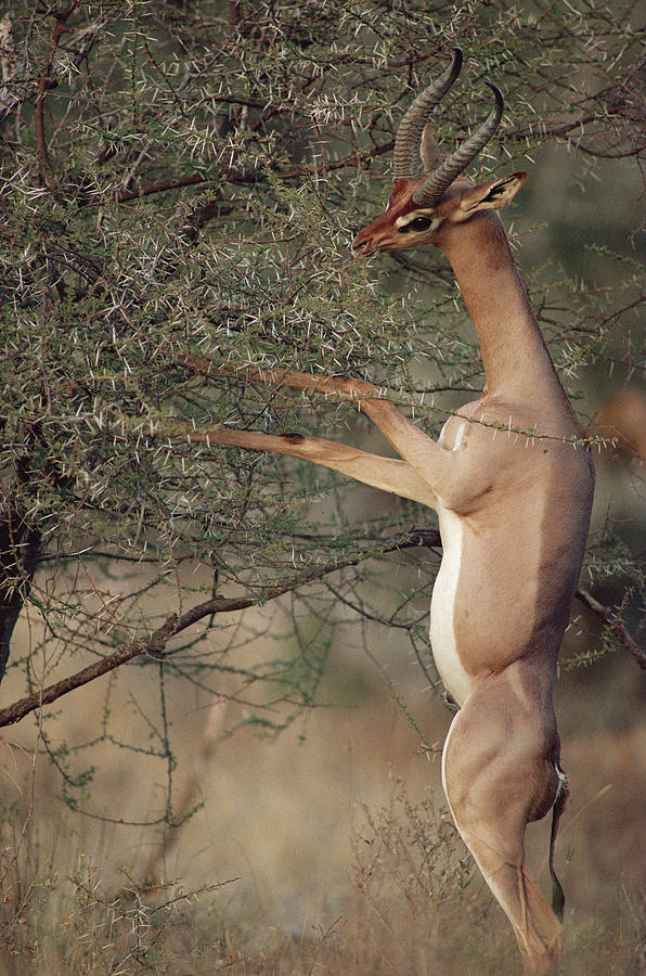 Mammal Photograph - Gerenuk Litocranius Walleri Feeding by Gerry Ellis