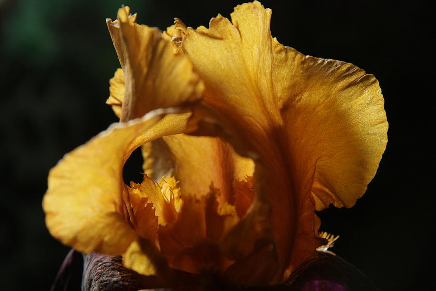 German Bearded Iris Photograph by Ellery Russell
