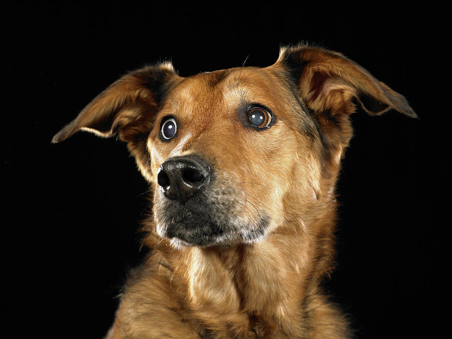 German Shepherd And Rhodesian Ridgeback Mixed Breed Dog Looking Away