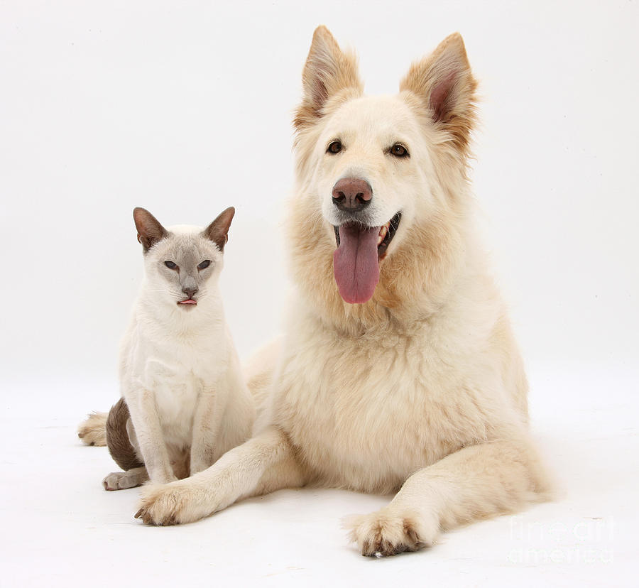 German Shepherd And Siamese Cat  by Mark Taylor