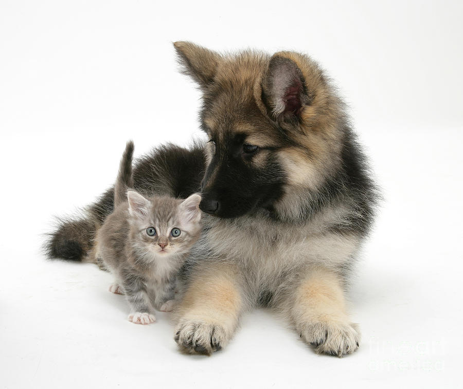 German Shepherd Dog Pup With A Tabby Photograph by Mark Taylor