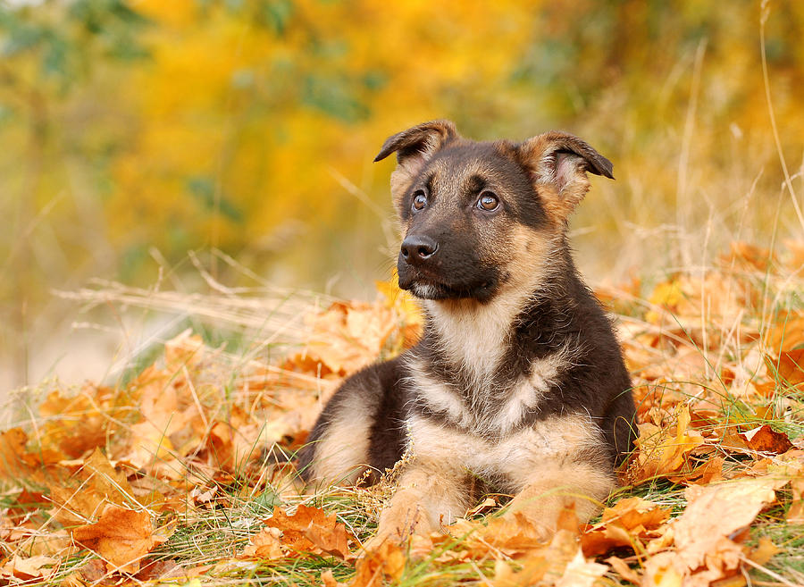 German Shepherd Dog Puppy Photograph by Waldek Dabrowski