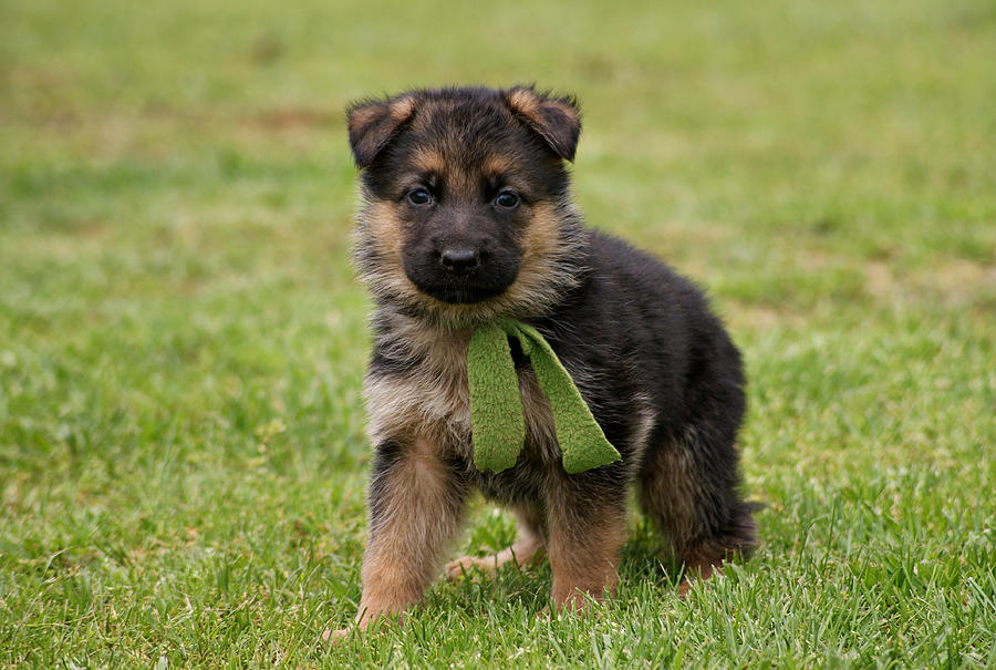 German Shepherd Photograph - German Shepherd Puppy in Grass by Sandy Keeton
