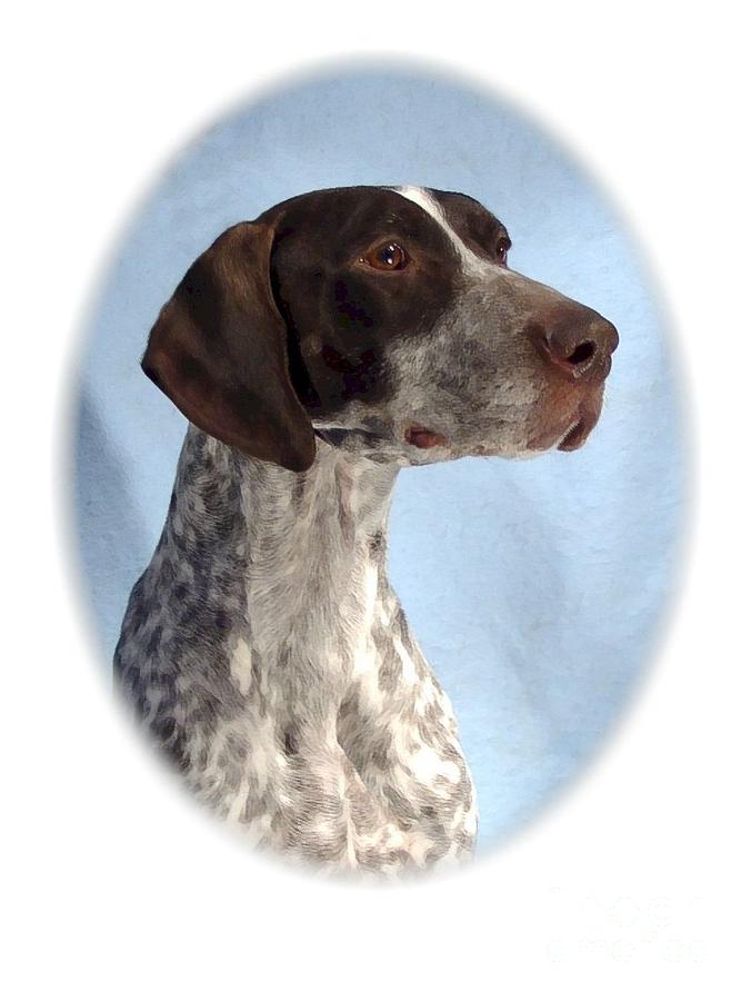 German Shorthaired Pointer 68 Digital Art By Larry Matthews