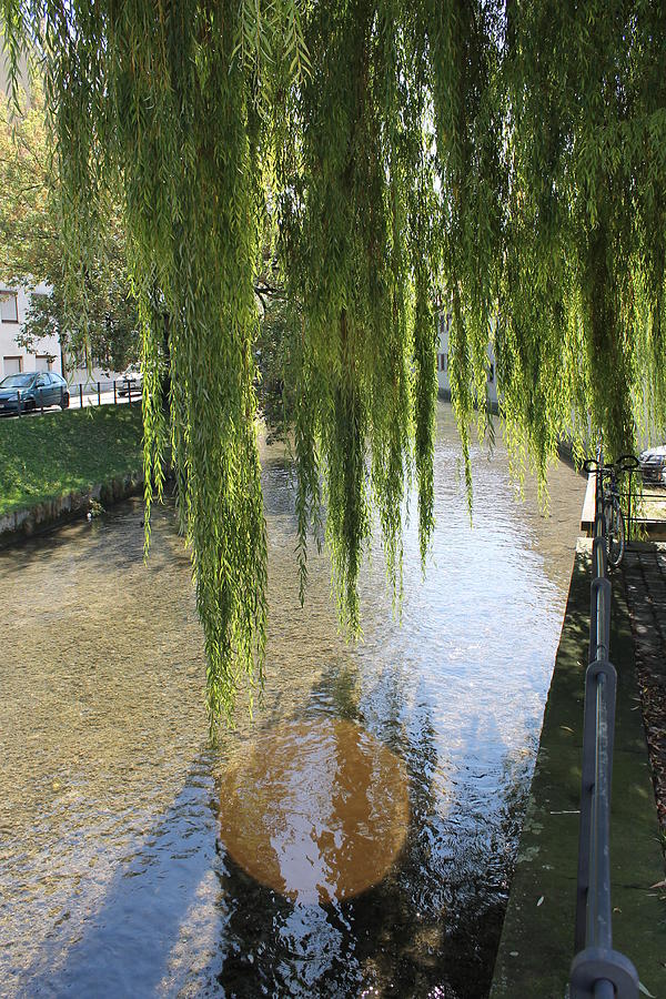 willow tree german shepherd