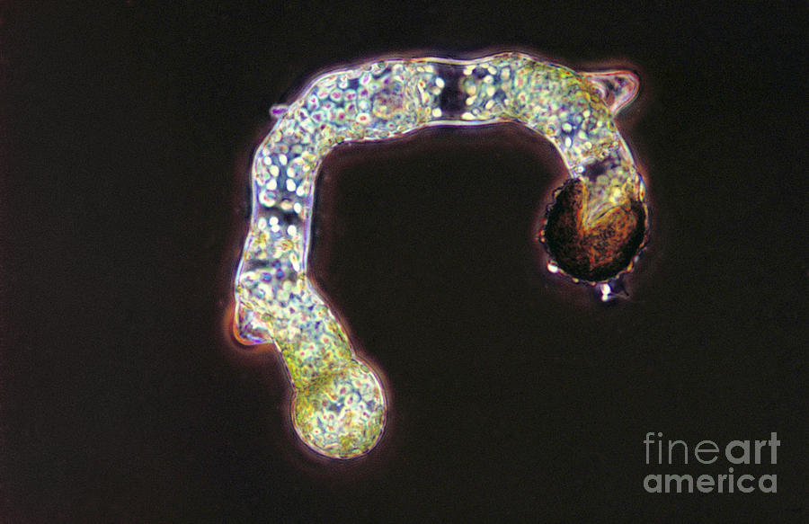 Germinating Fern Spores Photograph by M. I. Walker