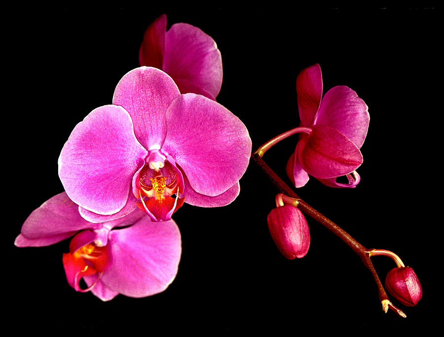 Orchid Photograph - Get well orchids by Jean Noren