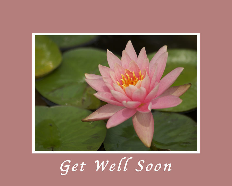 Flowers Still Life Photograph - Get Well Pink Lotus by Michael Peychich
