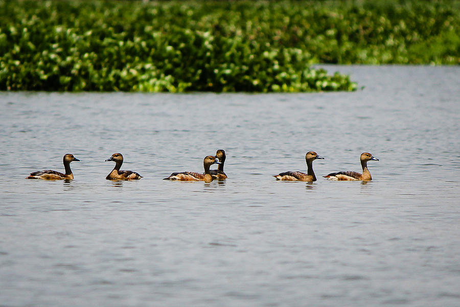Get your ducks in a row Photograph by SAURAVphoto Online Store