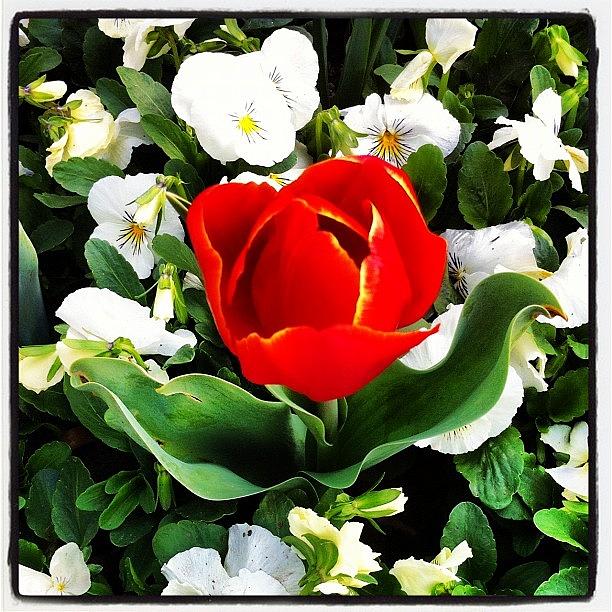 Flower Photograph - Getting All Up In This Tulips Grill by Lana Houlihan