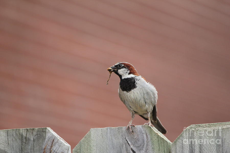 Sparrow Photograph - Getting Supper 1 by Sheri Simmons