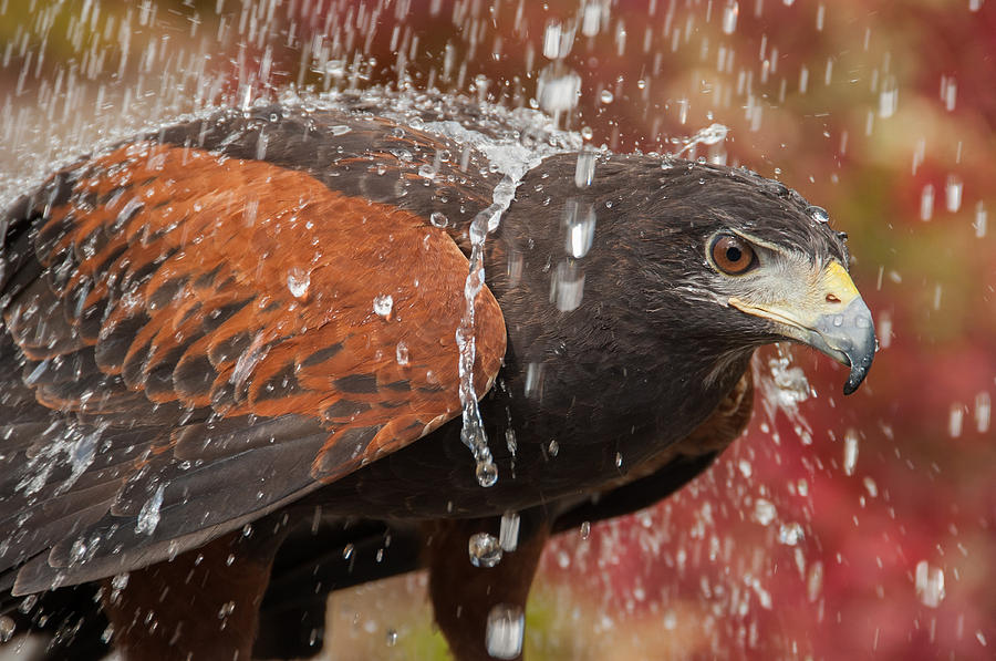 Eagle Photograph - Getting Wet by Joye Ardyn Durham