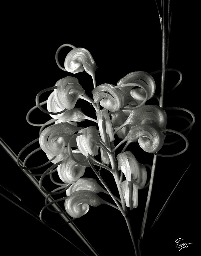 Flower Photograph - Gevrillea in Black and White by Endre Balogh