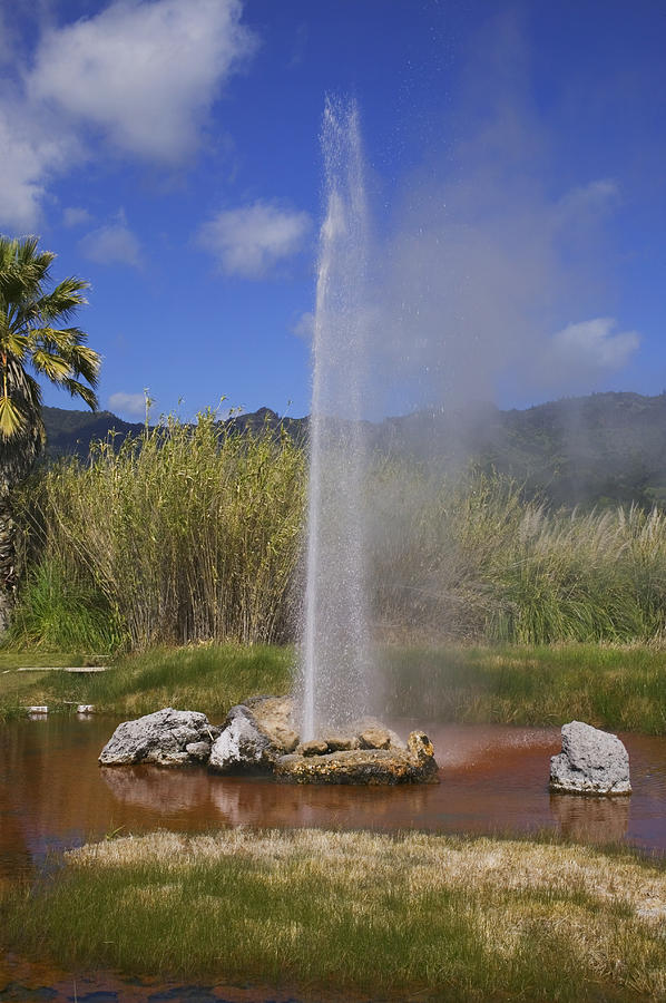 Spring Photograph - Geyser Napa Valley by Garry Gay