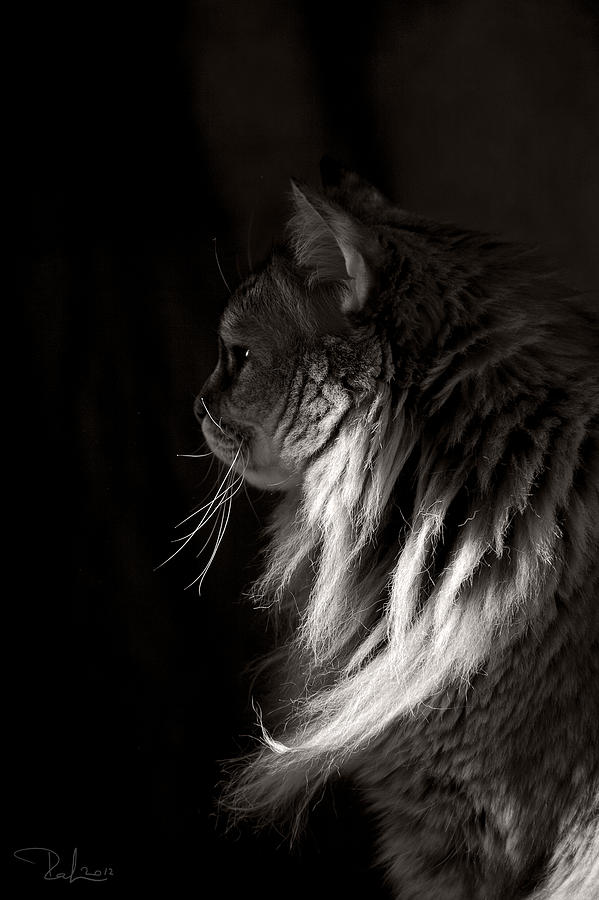 Ghiga in the dark Photograph by Raffaella Lunelli