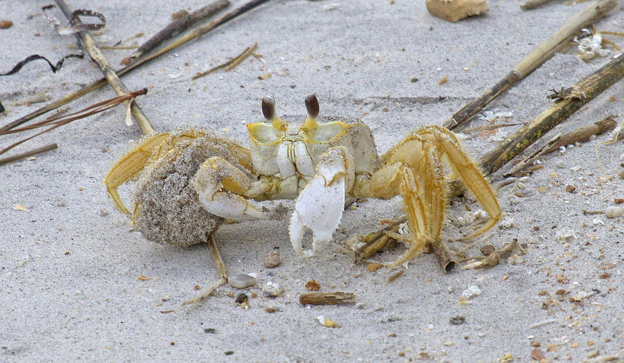 Crab Photograph - Ghost Crab by Betsy Knapp Crab Photograph - Ghost Crab by Betsy Knapp