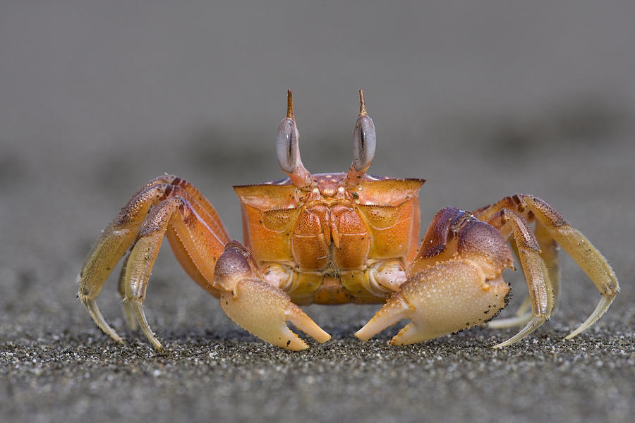 Ghost Crab Male Costa Rica Photograph by Piotr Naskrecki
