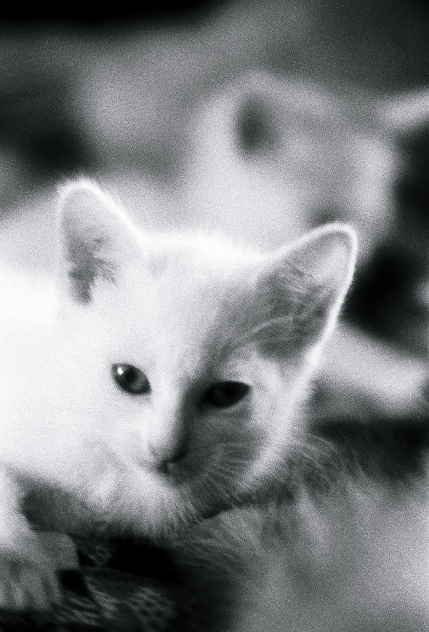Ghost Kitties Photograph by Rory Siegel