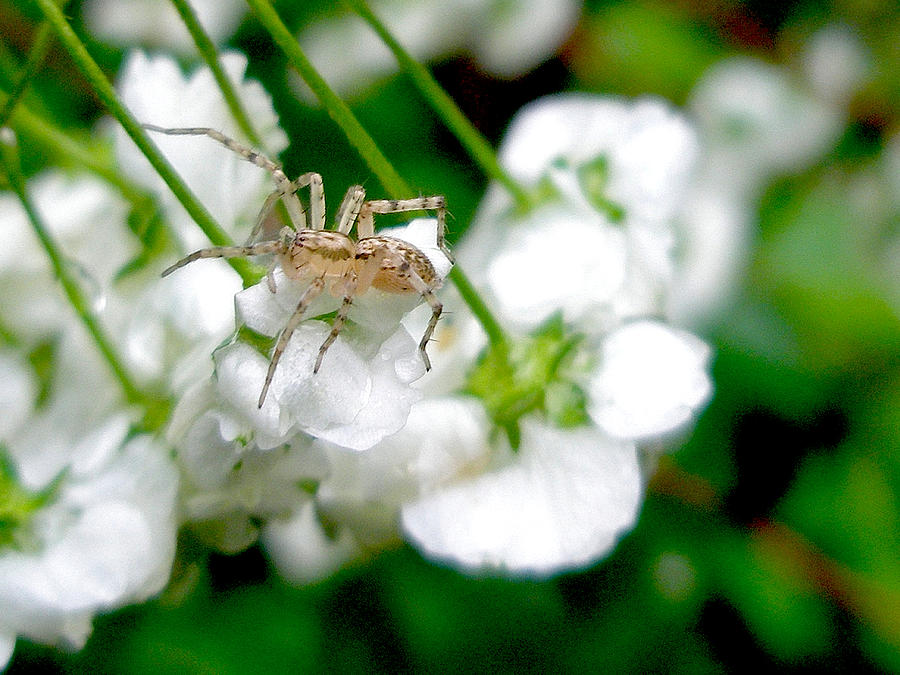 Ghost Spider and Spirea Blossoms Photograph by Carol Senske