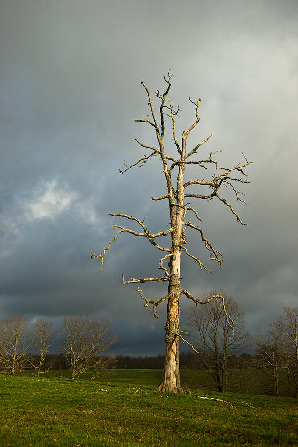 Ghost Tree Photograph by Douglas