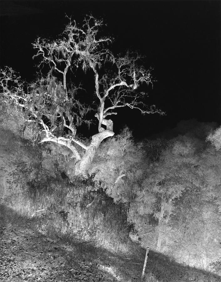 Ghost Tree Photograph by Kris Rasmusson