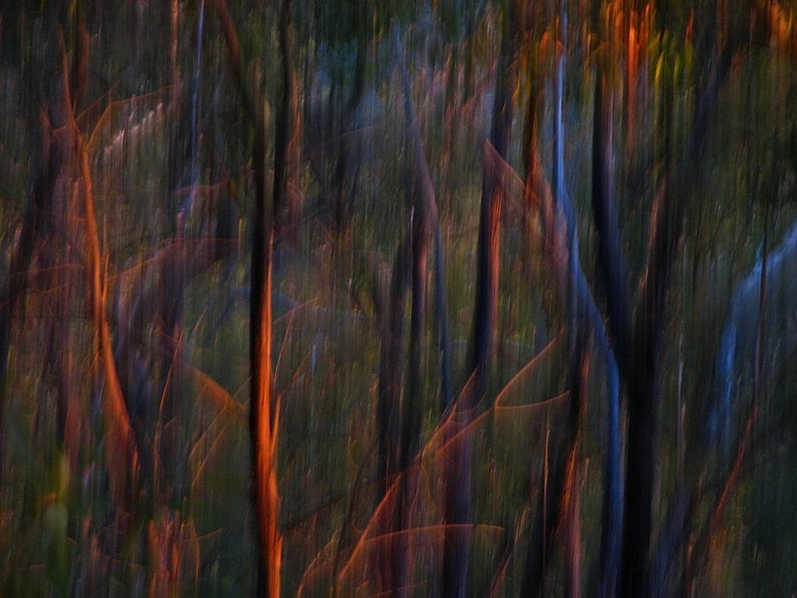 Ghost Trees at Sunset - Abstract Nature Photography Photograph by Michelle Wrighton