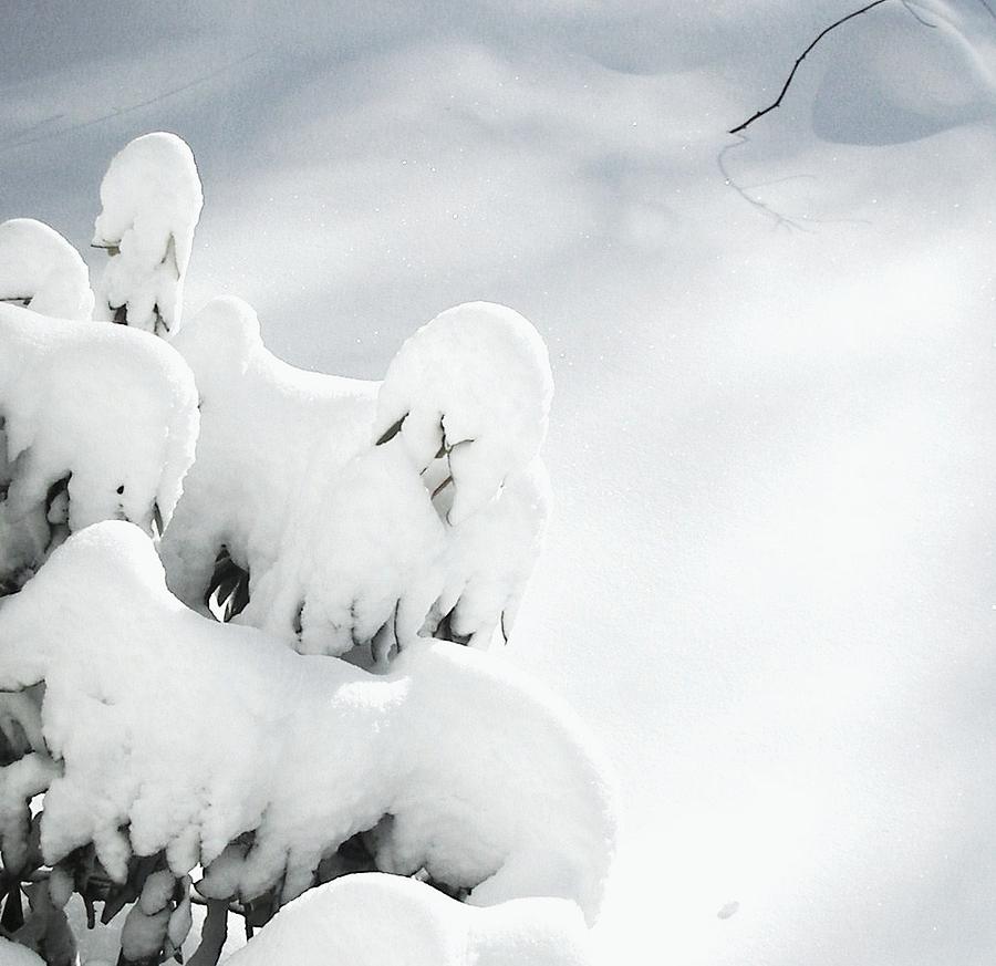 Ghostly Snow Covered Bush Photograph by Pamela Hyde Wilson