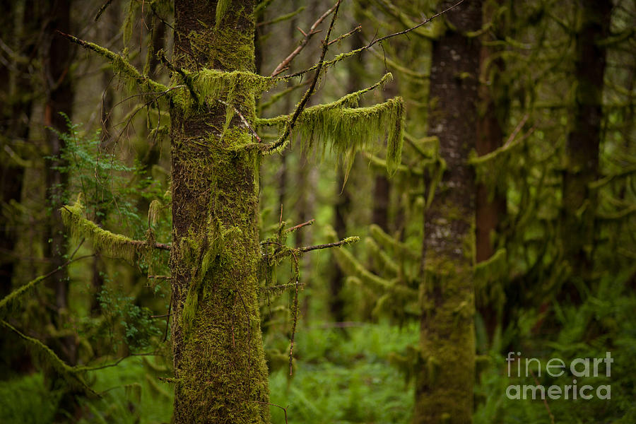Rainier National Park Photograph - Ghosts Amongst by Mike Reid