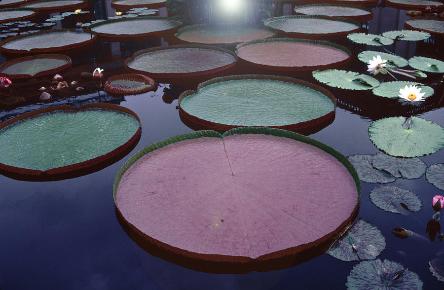 Giant Amazon Lily Pads Photograph by Tom Wurl