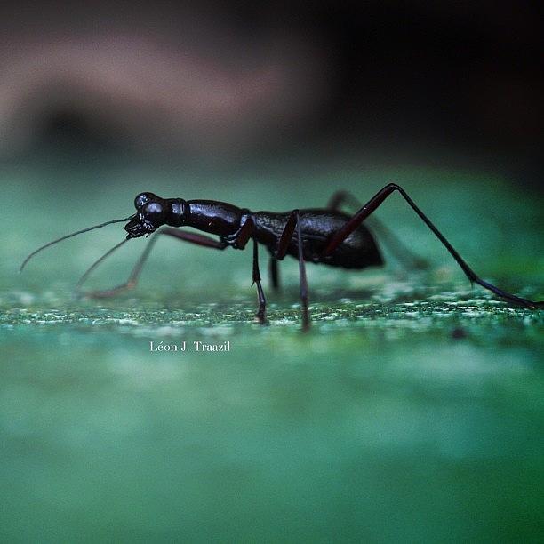 Giant Ant Photograph by Leon Traazil