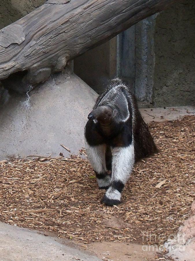 Giant Anteater Front View Photograph by Lorrie Bible | Fine Art America