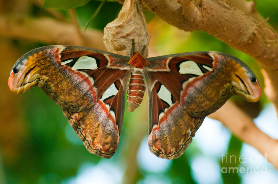 Giant Atlas Moth Photograph by Louise Magno