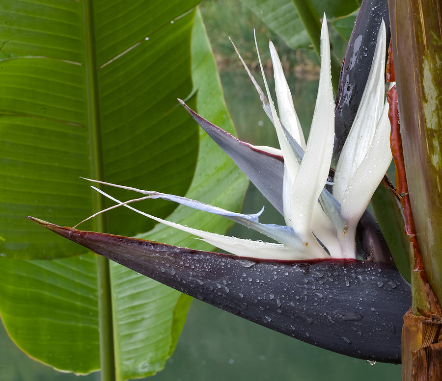 Giant bird of paradise Photograph by Nicole Riley