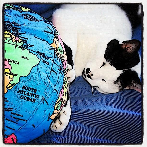 Cat Photograph - Giant Cat Attacks The World #fun #cats by Shelley Walsh