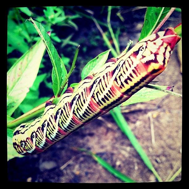Nature Photograph - Giant Caterpillar by Derek M