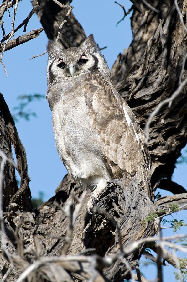 Giant Eagle Owl Photograph by Tony Camacho - Fine Art America