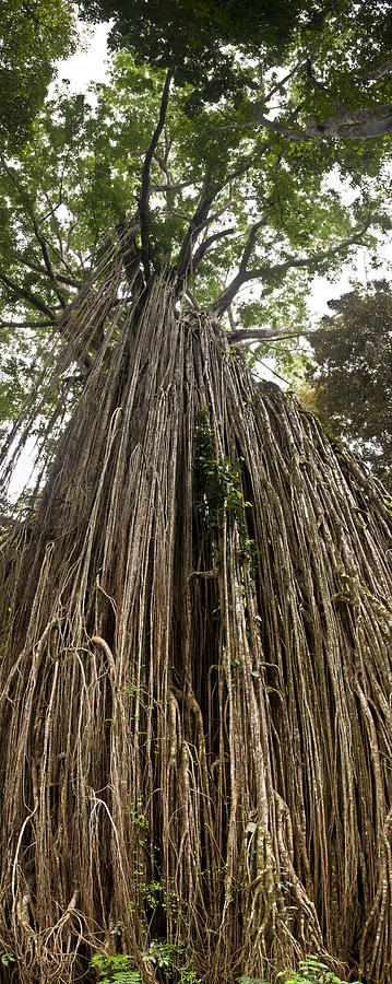 Giant Fig Tree Photograph by Juergen Freund - Fine Art America