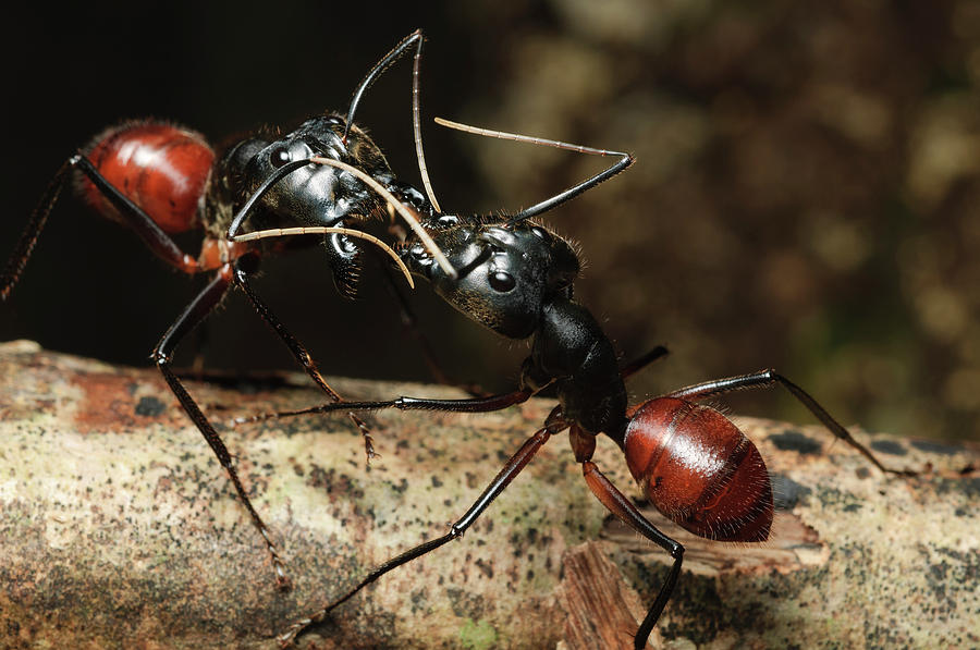 Giant Forest Ant Camponotus Gigas Pair Photograph by Chien Lee
