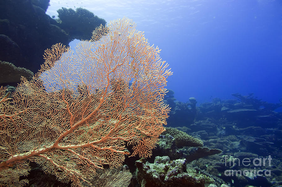 Nature Photograph - Giant Gorgonian coral by MotHaiBaPhoto Prints