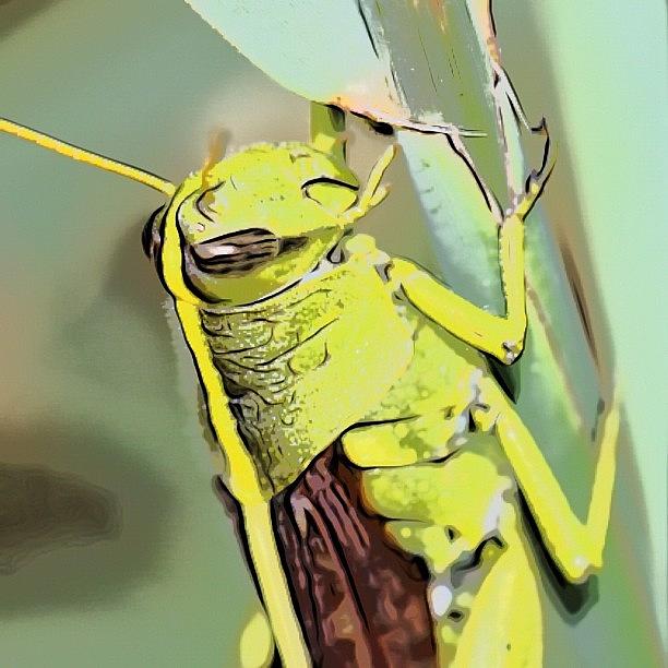 Giant Green Grasshopper! Photograph by Pop Photos