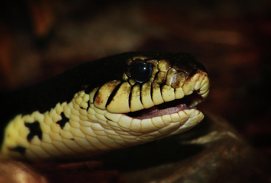 Giant Hognose Snake 2 Photograph by Scott Hovind