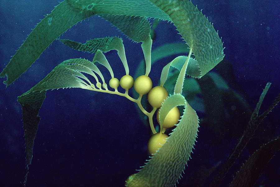 Nature Photograph - Giant Kelp Detail by Flip Nicklin