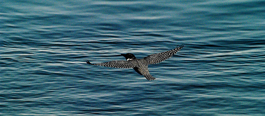 Giant Kingfisher Flight Photograph by Alistair Lyne