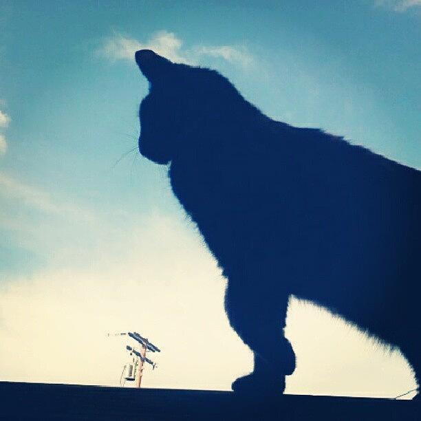 Giant Kitty Photograph by Susanna Lara