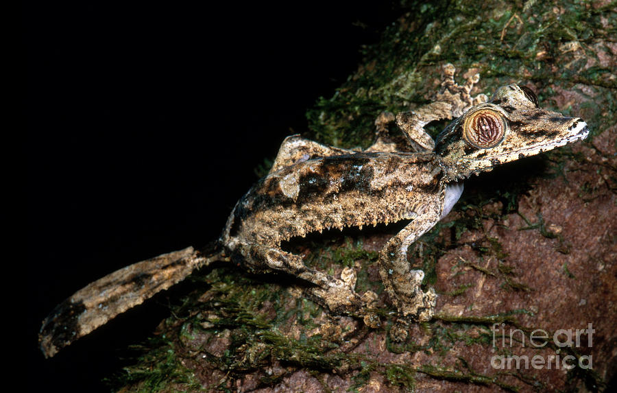 Giant Leaf Tail Gecko Photograph by Dante Fenolio