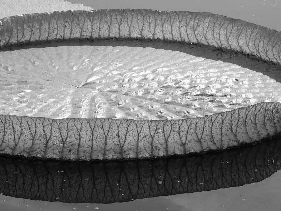Giant Lily Pad bw Photograph by Elizabeth Sullivan