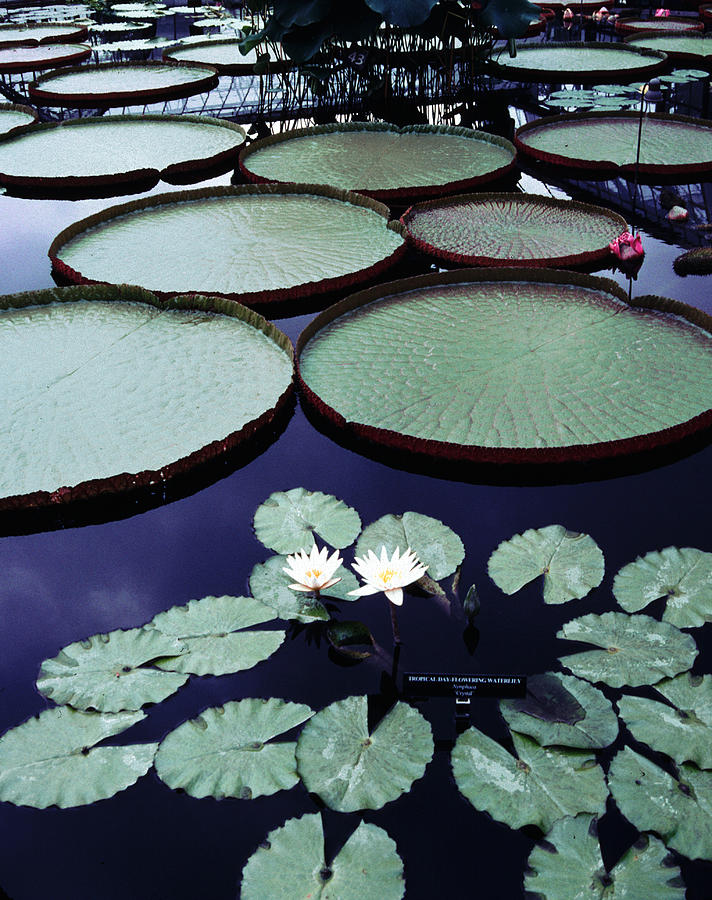 Giant Lily Pads and Small Lilies Photograph by Tom Wurl