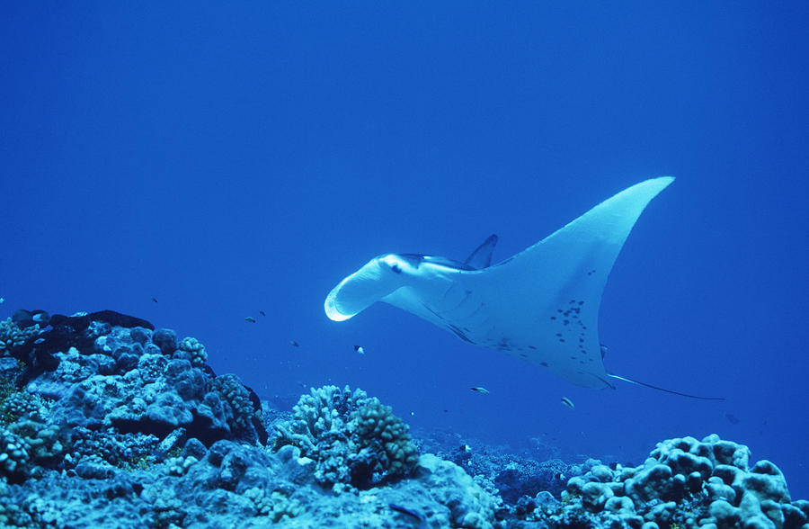 Worlds Largest Manta