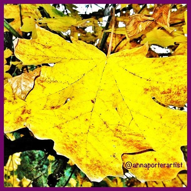 Tree Photograph - Giant Maple Leaf by Anna Porter
