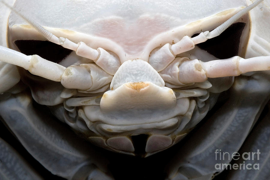 Giant Marine Isopod Photograph by Dant Fenolio